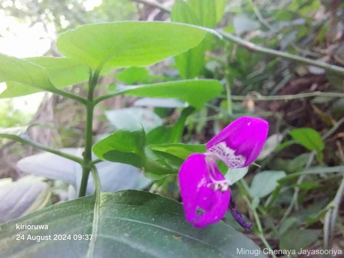 Dicliptera foetida (Forssk.) Blatt.